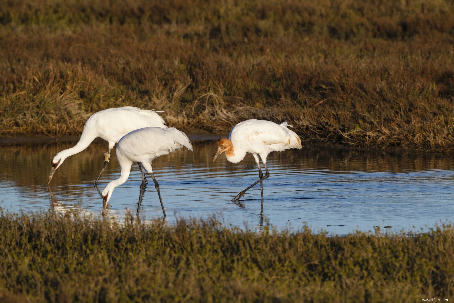 Les couples de grues sont des amours d enfance 