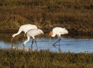 Les couples de grues sont des amours d enfance 