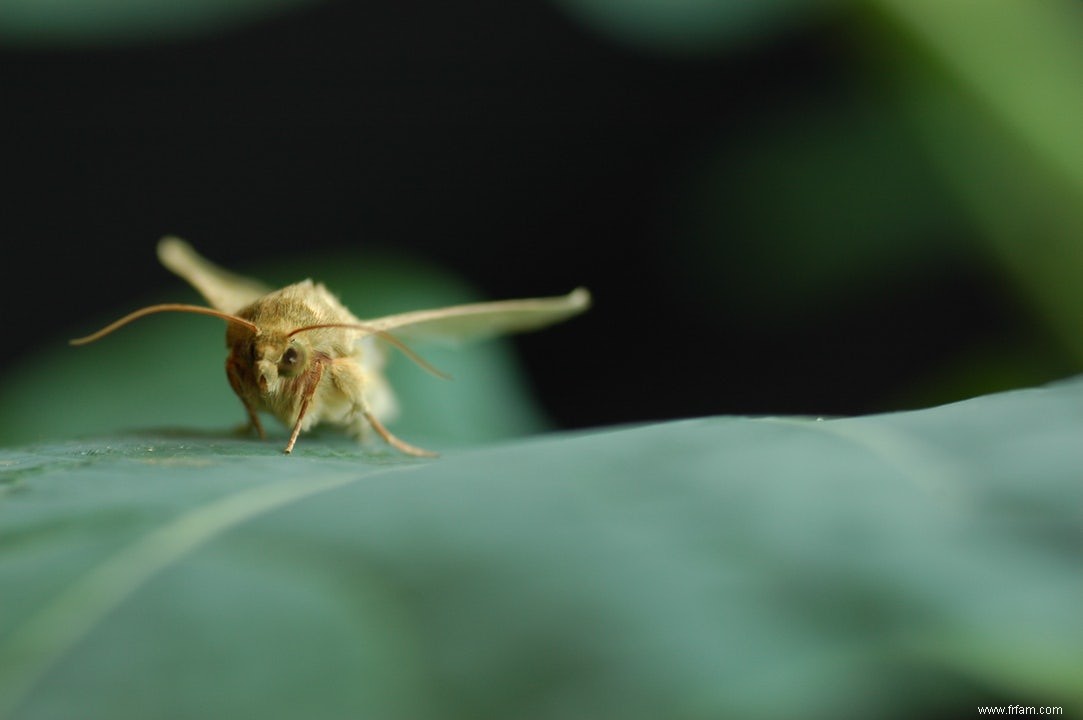 Les papillons femelles peu attrayants ont plus de succès auprès des reines de beauté 