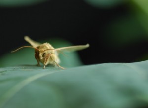 Les papillons femelles peu attrayants ont plus de succès auprès des reines de beauté 