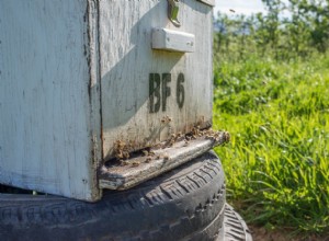 Dans les zones où davantage d antibiotiques sont utilisés, les abeilles sont porteuses de bactéries plus résistantes 