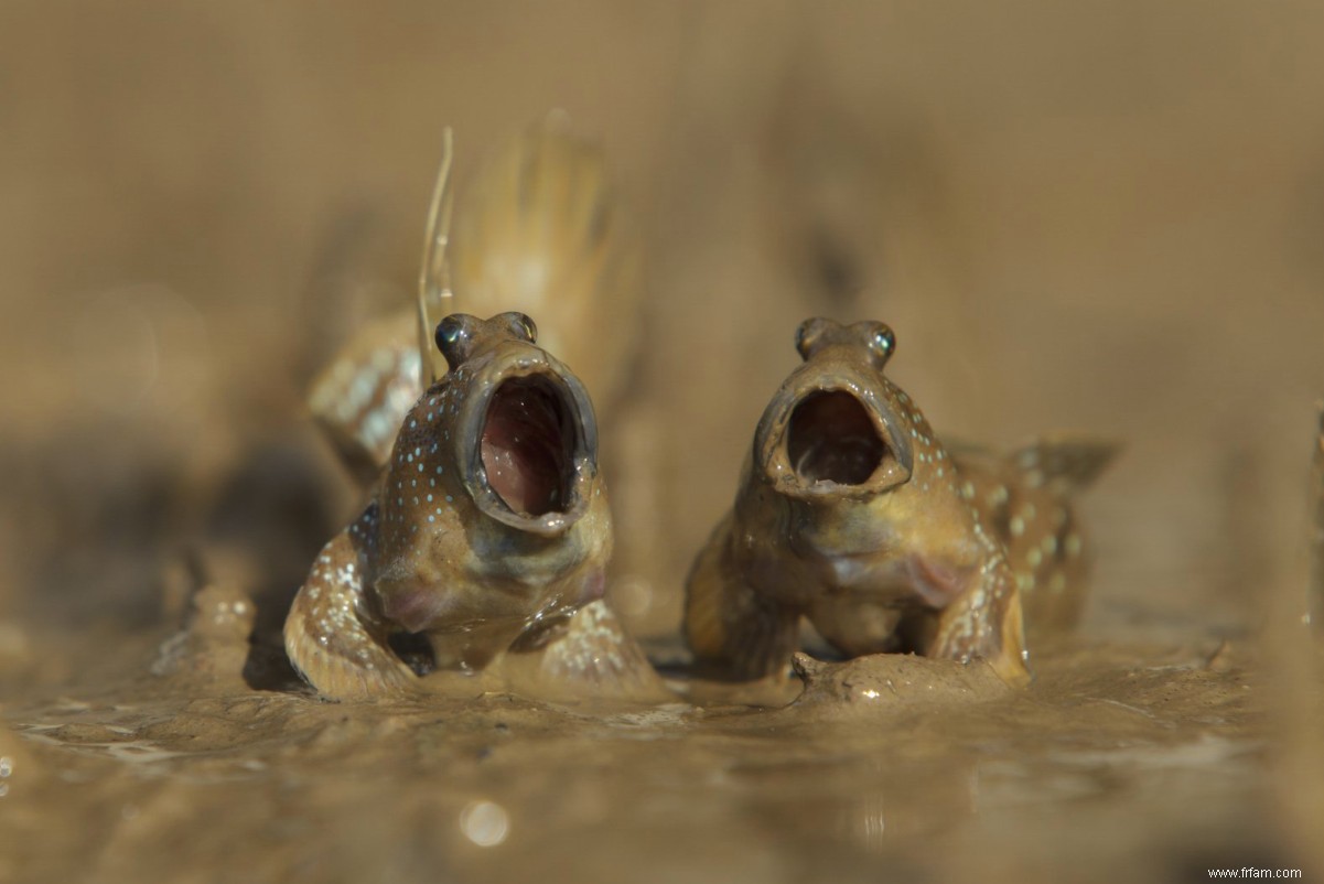 De mooiste natuurbloopers van het jaar 