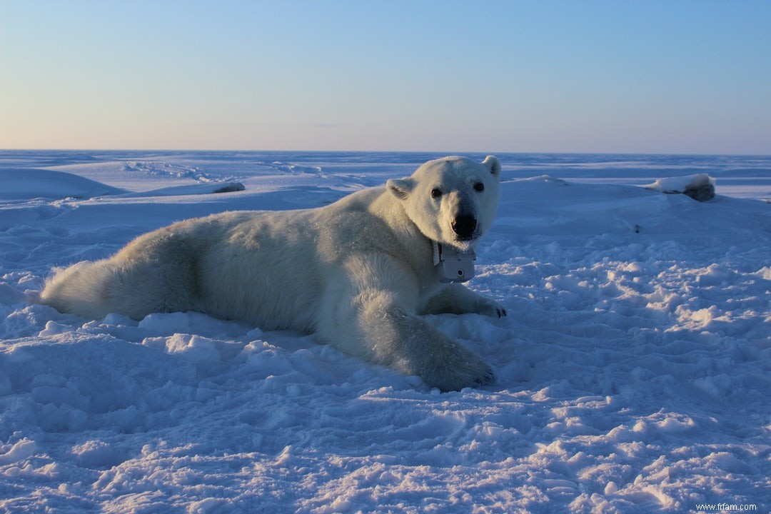 Les ours polaires ont faim 