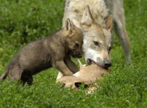 Après le renard des villes, le loup des villes ? 