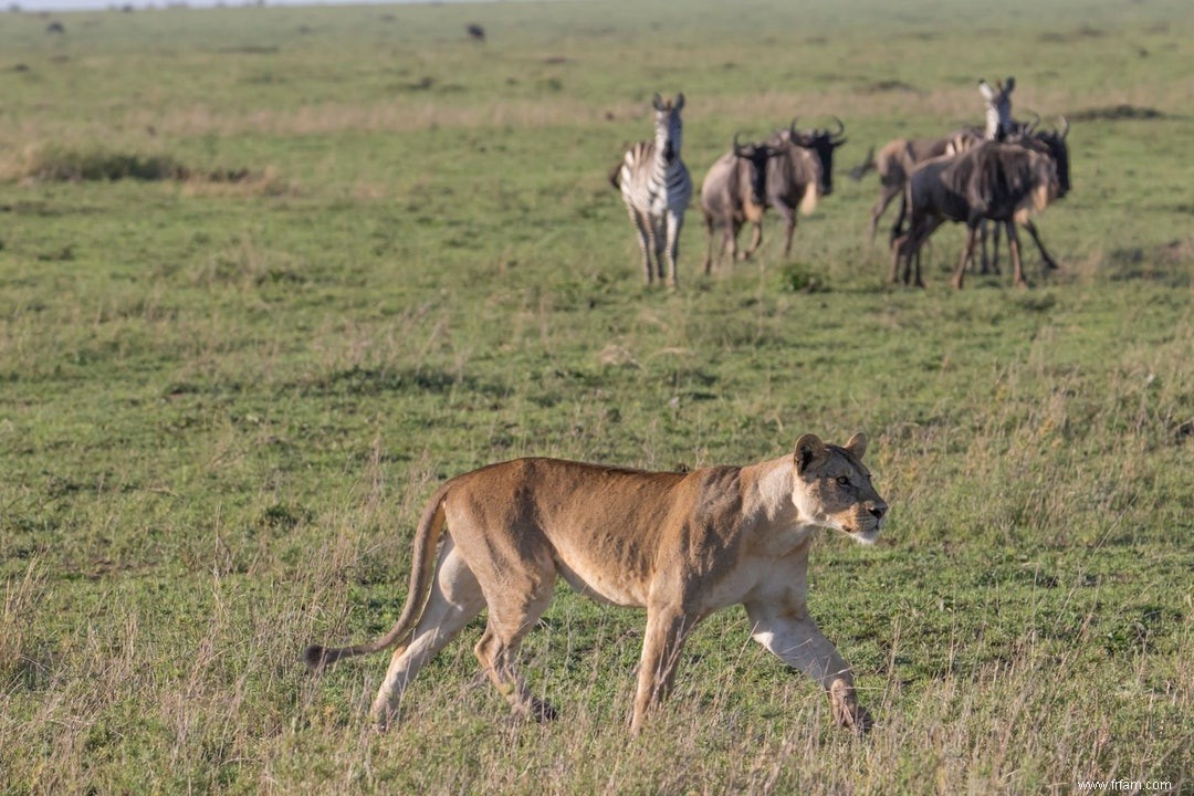 L intuition aide les animaux à survivre 