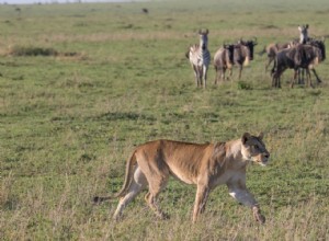 L intuition aide les animaux à survivre 