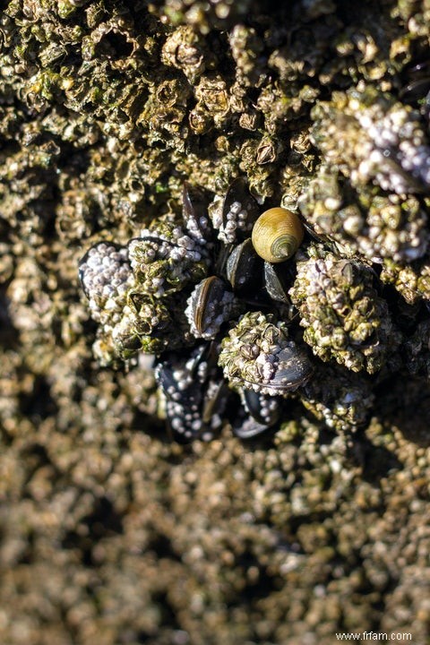 Les coquillages comme jauge de pollution 