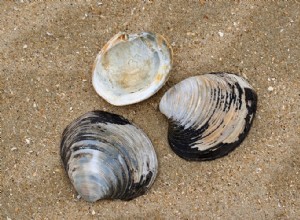 Les coquillages ont-ils la vie éternelle ? 