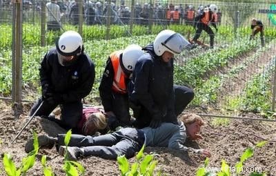 Les essais en champ de pommes de terre génétiquement modifiées pourraient se poursuivre 