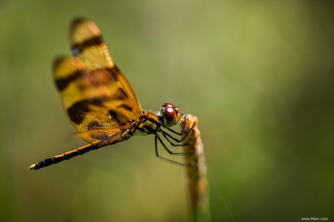 Dragonfly inspire la production d aérogel bon marché 