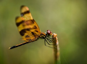 Dragonfly inspire la production d aérogel bon marché 