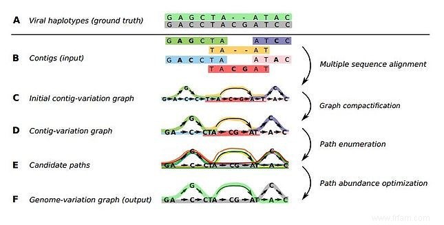 Comment les mathématiques aident à lutter contre les virus pathogènes 