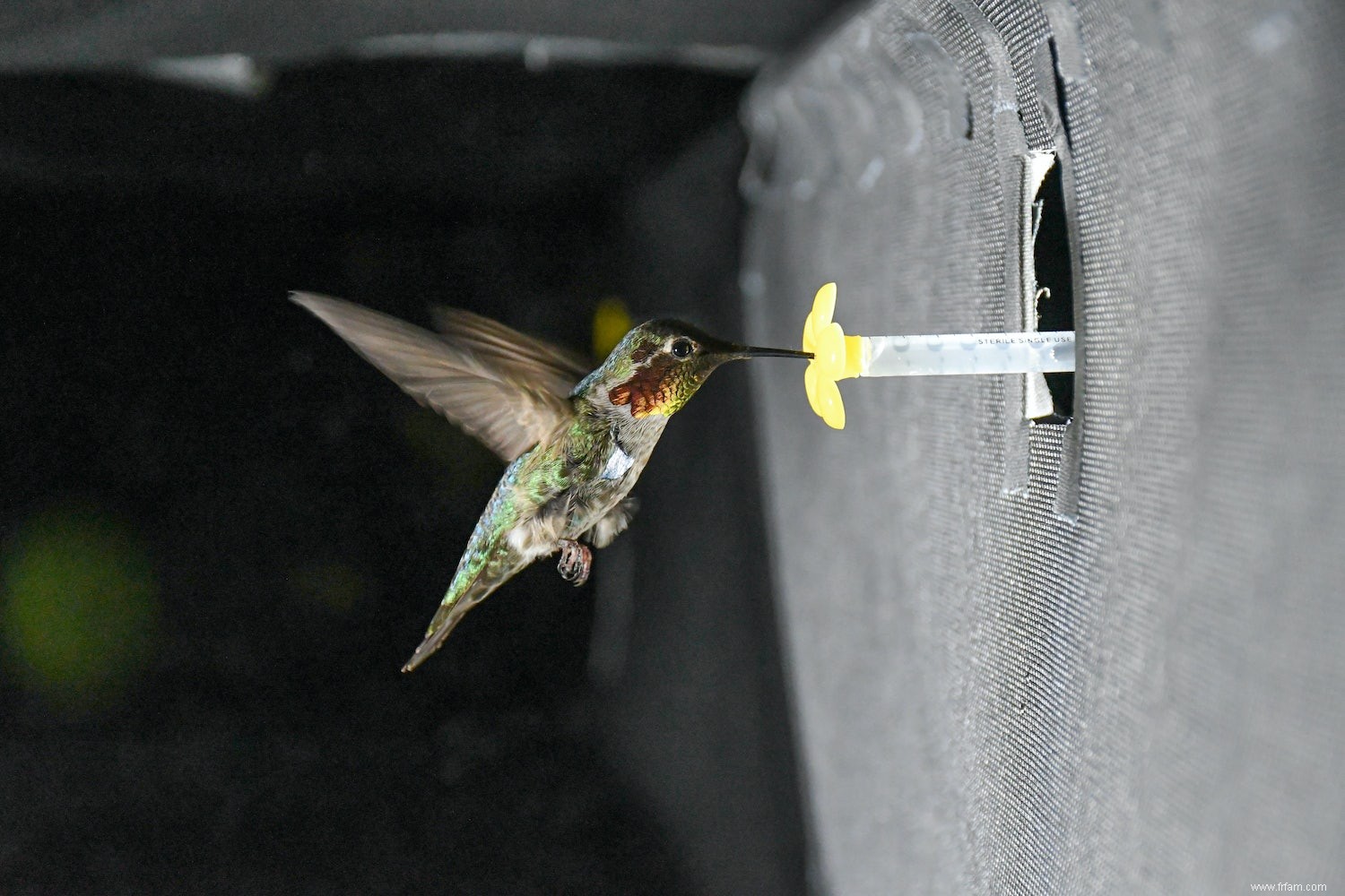 Des machines plus silencieuses grâce aux connaissances sur les colibris flottants 