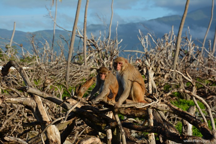 Une catastrophe naturelle accélère le vieillissement des survivants 