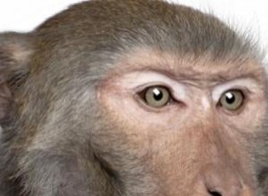 Des scientifiques contrôlent le cerveau et le comportement des primates grâce à la lumière 