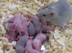 Oeufs sains à partir de cellules souches 