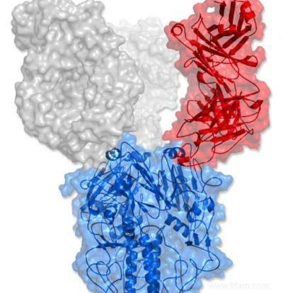 L anticorps s attaque au virus de la grippe 