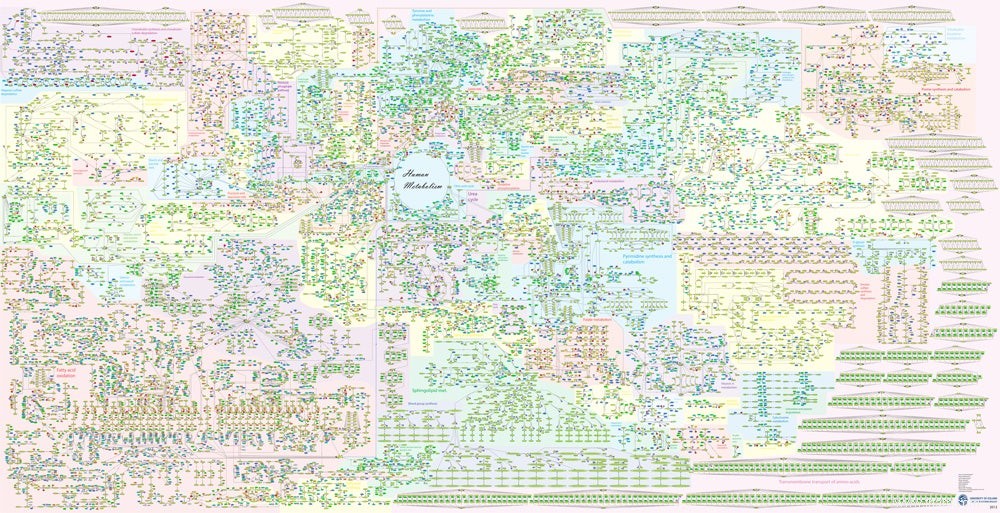 Cartographier le métabolisme humain 