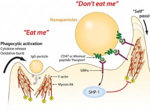 La protéine synthétique entonnoir les nanoparticules au-delà des douanes 