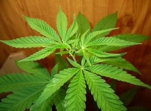 Bilan de dix ans de cannabis médicinal 