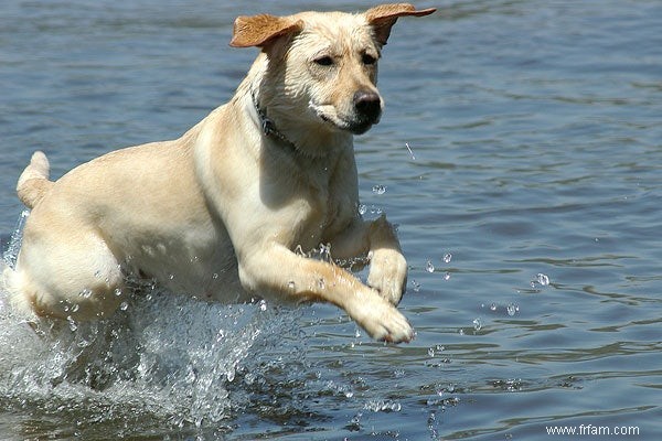 Les chiens stérilisés vivent plus longtemps 