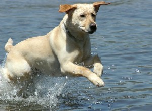 Les chiens stérilisés vivent plus longtemps 