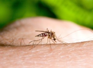 Le parasite du paludisme change de moustique 