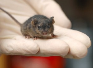 Le tissu restaure la mémoire des souris Alzheimer 