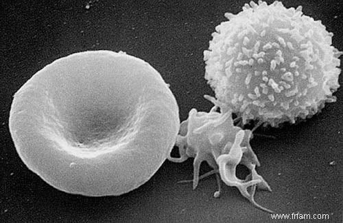 Des scientifiques découvrent un «interrupteur marche-arrêt» du système immunitaire 