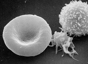 Des scientifiques découvrent un «interrupteur marche-arrêt» du système immunitaire 