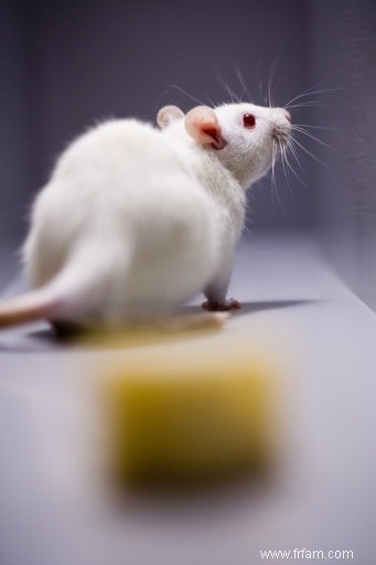 L alimentation protège la souris contre la maladie d Alzheimer 