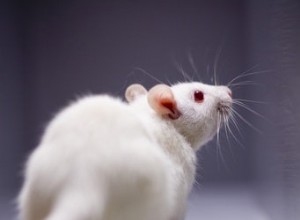 L alimentation protège la souris contre la maladie d Alzheimer 