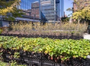 Quelle est la santé du cultivé à la maison? 