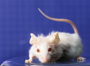 Les souris aveugles voient à nouveau la lumière 