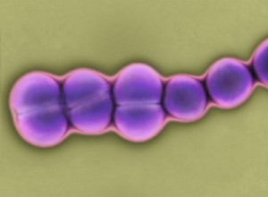 Un nouveau virus peut également vivre dans votre ventre 