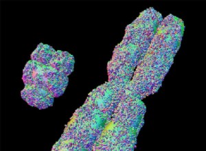 Le chromosome Y protège du cancer 