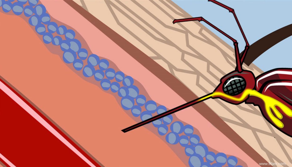 La flore intestinale peut protéger contre le paludisme 