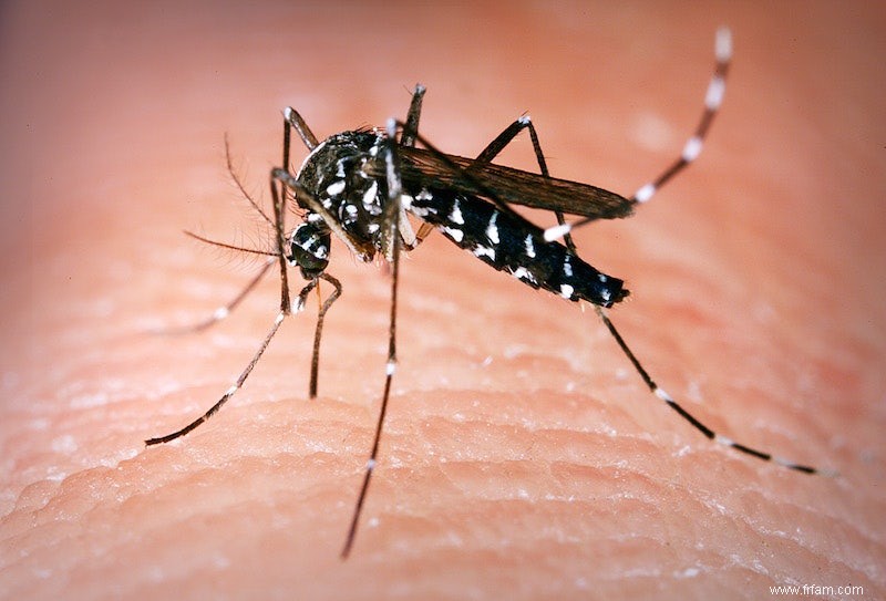 Les moustiques pathogènes gagnent du terrain 