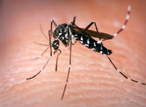 Les moustiques pathogènes gagnent du terrain 