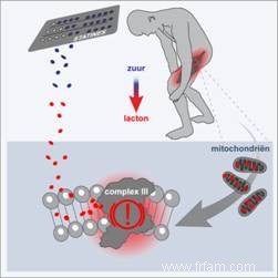 Faible taux de cholestérol sans douleurs musculaires 