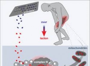 Faible taux de cholestérol sans douleurs musculaires 