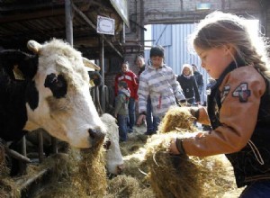 Comment l air de la ferme protège contre les allergies 