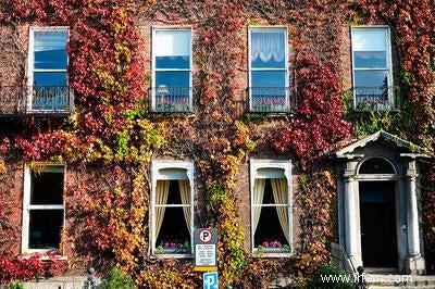 Ivy trahit la pollution de l air à Gand 