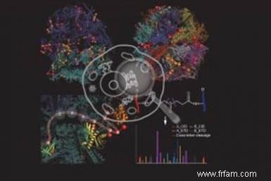 Cartographier les interactions entre les protéines dans nos cellules 