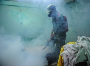 Peut-on combattre le virus Zika avec une bactérie ? 