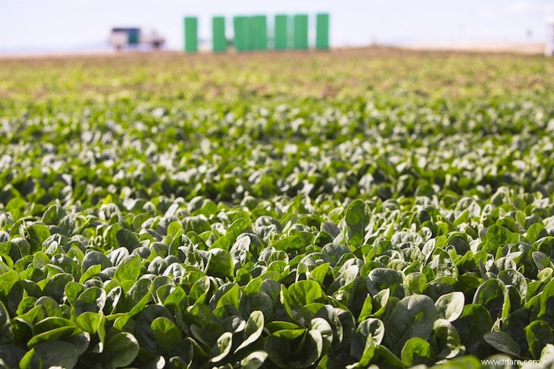 Les légumes à feuilles sont une source d énergie pour une bonne flore intestinale 