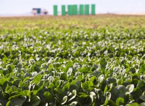 Les légumes à feuilles sont une source d énergie pour une bonne flore intestinale 