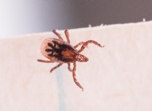 Le génome de la tique aide-t-il à vaincre la maladie de Lyme ? 