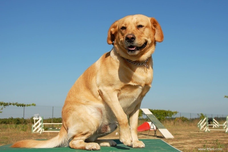 Pourquoi les labradors sont si souvent obèses 