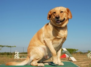 Pourquoi les labradors sont si souvent obèses 